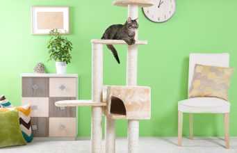 Best Cat Tree: Buying Guide and Top Picks For Felines Cat sitting atop a cat tree in front of a green colored wall