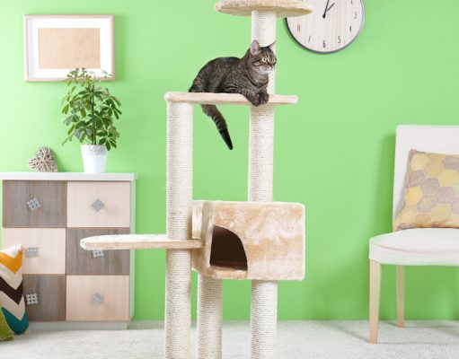 Best Cat Tree: Buying Guide and Top Picks For Felines Cat sitting atop a cat tree in front of a green colored wall