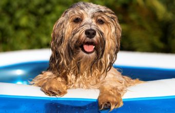 Best Dog Pool: Our Top Picks & Insightful Review About Fido Pools Best dog pool