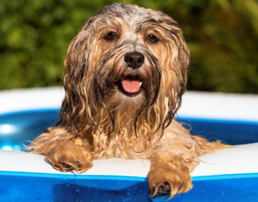 Best Dog Pool: Our Top Picks & Insightful Review About Fido Pools Best dog pool