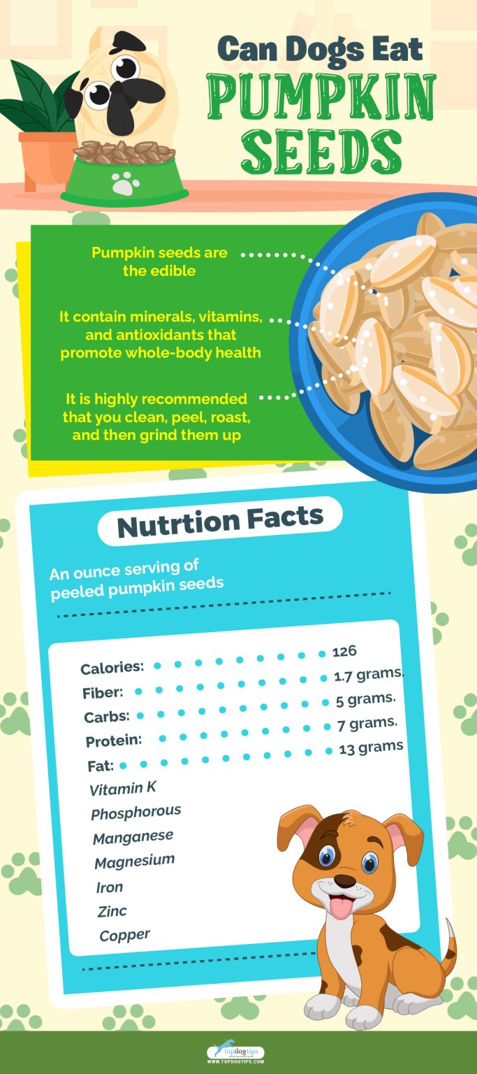 Can Dogs Eat Pumpkin Seeds? Pumpkin Seeds for Dogs 101