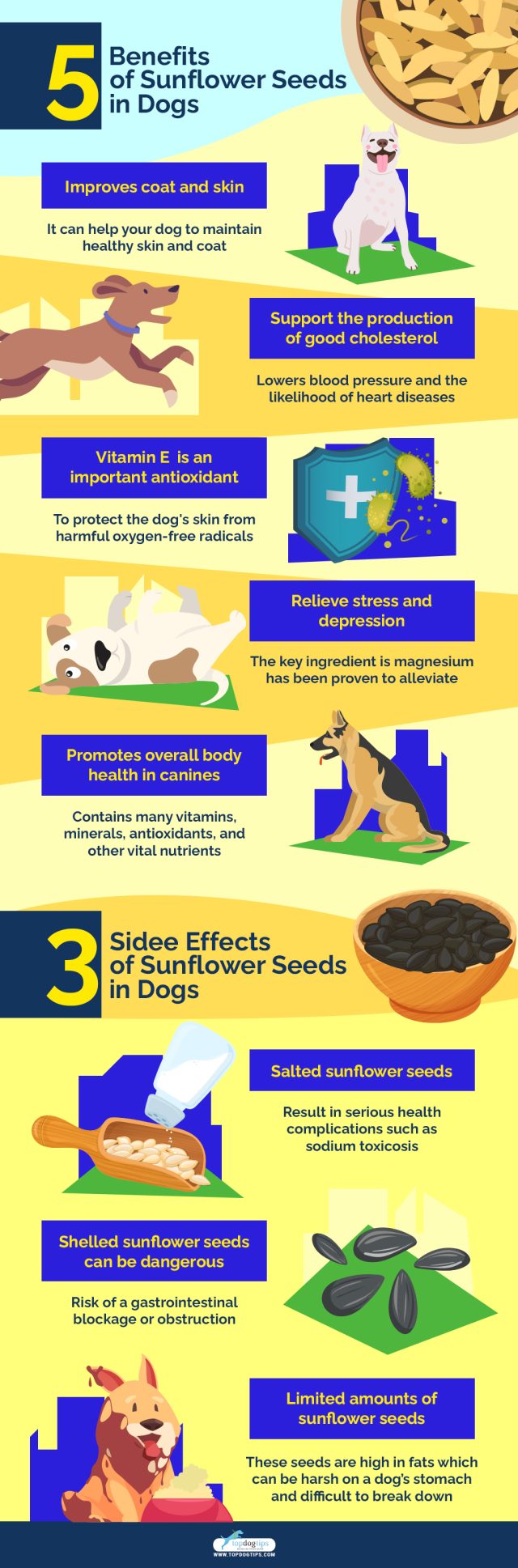 Can Dogs Eat Sunflower Seeds? 5 Benefits and 3 Side Effects