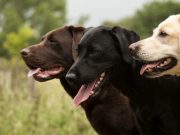 The 10 Most Popular Dog Breeds of 2021: An Overview The 10 Most Popular Dog Breeds of 2021: An Overview