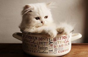 The Ragdoll Cat Breed: An Overview The Ragdoll Cat Breed: An Overview