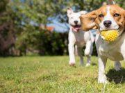 Etiquette in Public Places That Every Dog Owner Should Know Etiquette In Public Places That Every Dog Owner Must Know