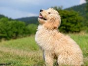 Goldendoodles: 10 Crazy Facts About The Ultimate Doodle Mix Goldendoodles: 10 Crazy Facts About The Ultimate Doodle Mix