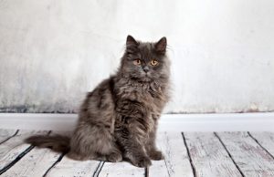 The Persian Cat Breed: A Whiskerrific Overview The Persian Cat Breed: A Whiskerrific Overview