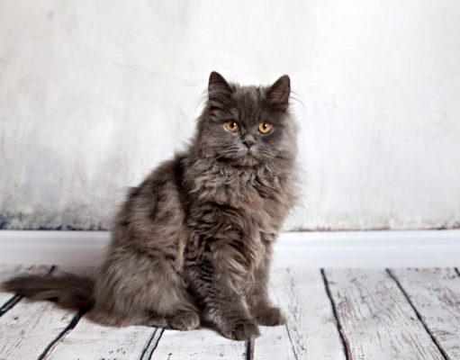 The Persian Cat Breed: A Whiskerrific Overview The Persian Cat Breed: A Whiskerrific Overview