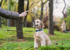 Teaching outdoor etiquette to dogs (How to Introduce a Puppy to Outdoor Adventures)
