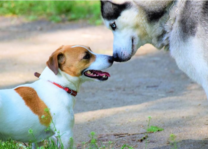 Dog Etiquette 8 Socializing with Others