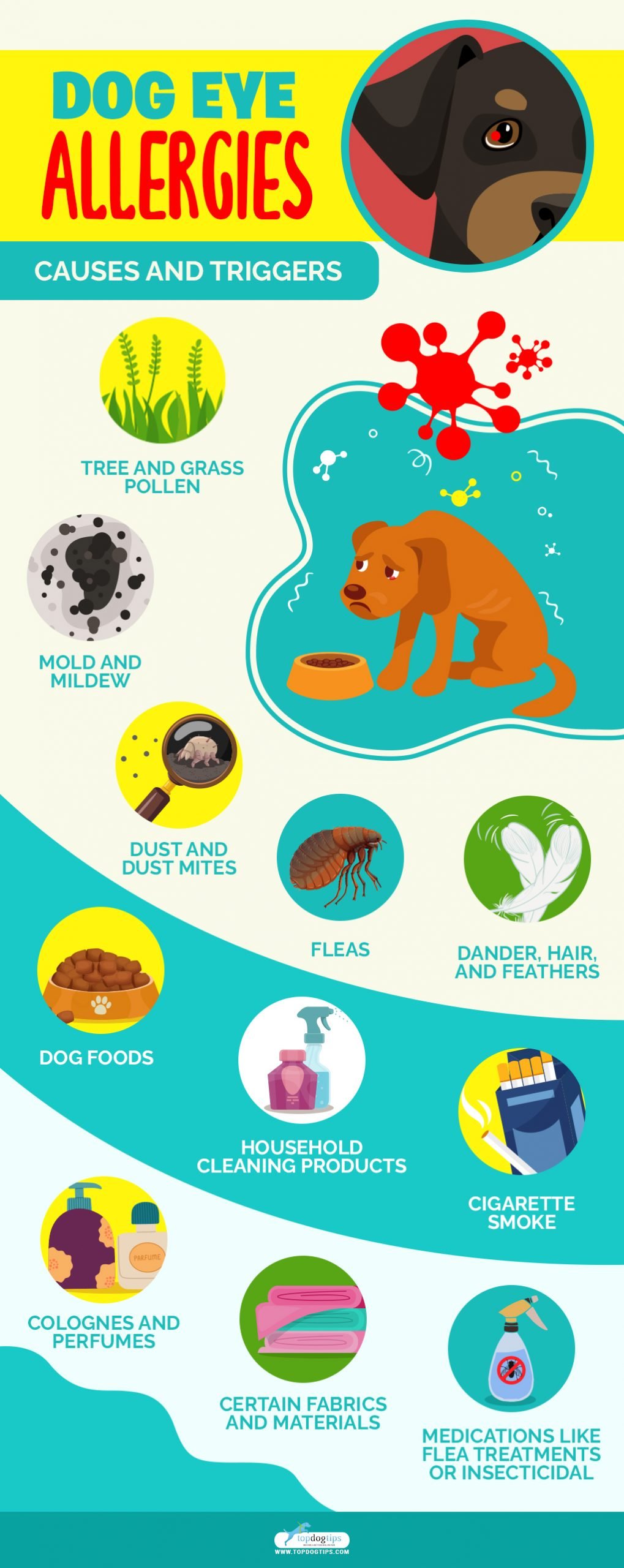 Dog Eye Allergies Symptoms, Causes and Treatments, Home Remedies