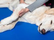 Dog Rehabilitation – A Detailed Physiotherapy Guide Dog rehabilitation