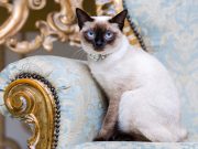 Siamese Cat Breed Profile Siamese Cat seating on an elegant blue sofa, looking at the camera