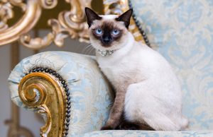 Siamese Cat Breed Profile Siamese Cat seating on an elegant blue sofa, looking at the camera