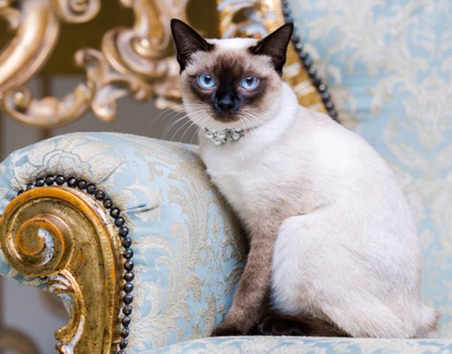 Siamese Cat Breed Profile Siamese Cat seating on an elegant blue sofa, looking at the camera