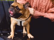 Best Care for Flat-Faced Dog Breeds – Care Tips for Brachycephalic Pups Flat-faced dog breeds