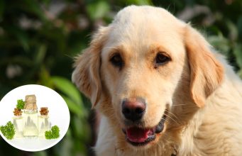 How to Make a Homemade Dog Dental Spray – A DIY Guide Homemade dog dental spray