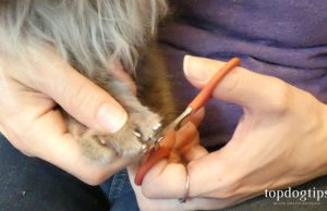 How To Clip Cat Nails: A Step-By-Step Guide How To Clip Cat Nails