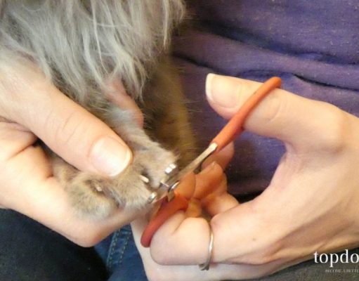 How To Clip Cat Nails: A Step-By-Step Guide How To Clip Cat Nails