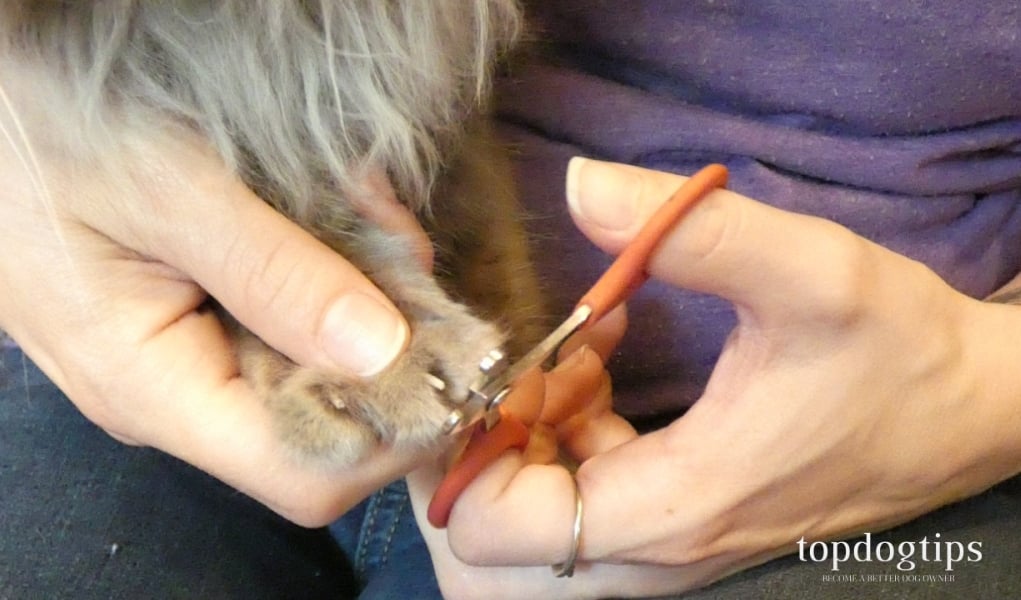 How To Clip Cat Nails A Step By Step Guide Top Dog Tips