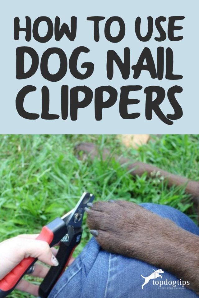 How To Use Dog Nail Clippers – Top Dog Tips - Boshel Dog Nail Clippers How To Use