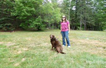 Review: 6-in-1 Kurgo Quantum Dog Leash Kurgo Quantum Dog Leash