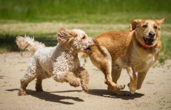 Mixed vs Purebred Dog Breeds: Which Is the Best One for You Mixed or Purebred Dog Breeds