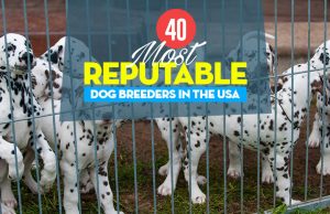 Top 40 Reputable Dog Breeders: An Overview Top 40 Reputable Dog Breeders of 2021: An Overview