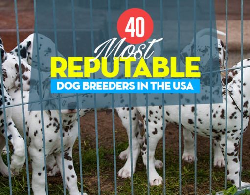Top 40 Reputable Dog Breeders: An Overview Top 40 Reputable Dog Breeders of 2021: An Overview