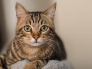 Tabby Cats: All You Need To Know About These Patterned Cats Tabby Cats: All You Need To Know About These Patterned Cats
