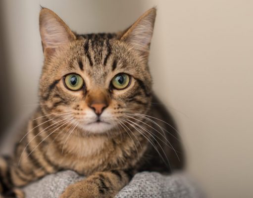 Tabby Cats: All You Need To Know About These Patterned Cats Tabby Cats: All You Need To Know About These Patterned Cats