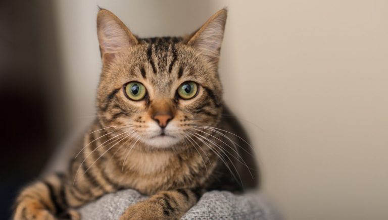 Tabby Cats: All You Need To Know About These Patterned Cats