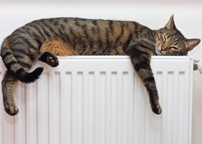 Tabby Cats: All You Need To Know About These Patterned Cats
