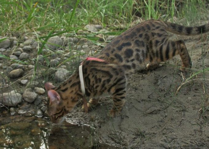 Tabby Cats: All You Need To Know About These Patterned Cats
