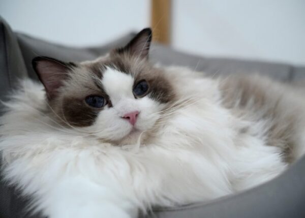 Tabby Cats: All You Need To Know About These Patterned Cats