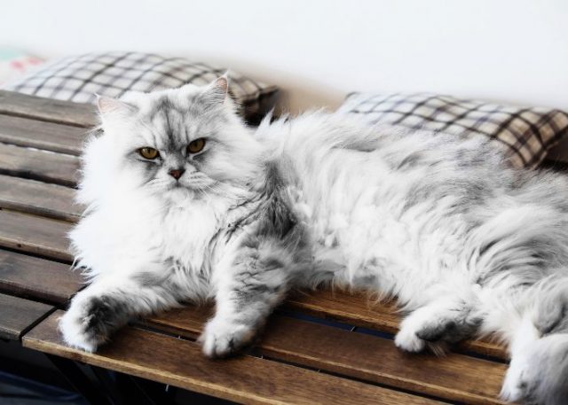 Tabby Cats: All You Need To Know About These Patterned Cats