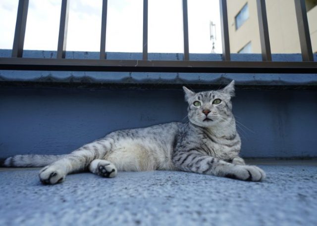 Tabby Cats: All You Need To Know About These Patterned Cats