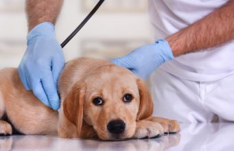 Most Common Health Conditions in Dogs To Look Out For Most Common Health Conditions in Dogs To Look Out For