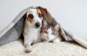 Introduce Your Cat and Dog Successfully: Important Tips To Remember Dog and Cat co-living in a multi-pet household