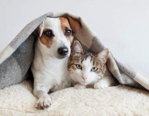 Introduce Your Cat and Dog Successfully: Important Tips To Remember Dog and Cat co-living in a multi-pet household