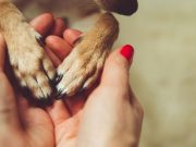 What Happens to Pets When Their Owners Face Death: An Overview What Happens to Pets When Their Owners Face Death: An Overview