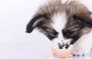 Can Dogs Safely Eat Hardboiled Eggs: An Overview Can Dogs Safely Eat Hardboiled Eggs: An Overview