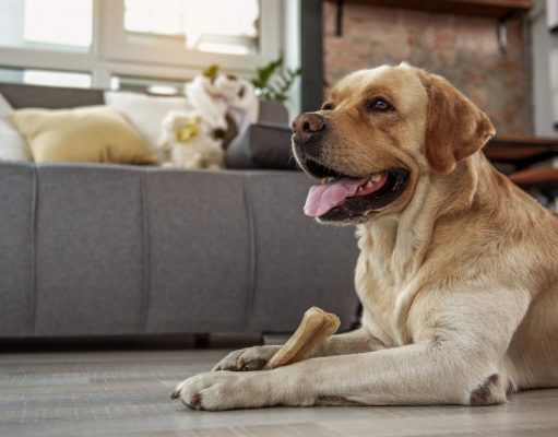 Best Chew Bones for Dogs (9 Recommended Bone Chews for Fido to Try!) Best Bone Chews Recommended for Any Dogs To Snack On