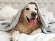 Tips on Getting Pet Pee Out of Mattress: What To Do To Remove Them? Tips on Getting Pet Pee Out of Mattress: What To Do To Remove Them?