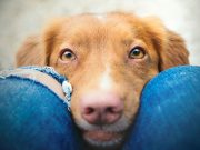 Eye Boogers a.k.a. Dog Eye Discharge: Causes & Treatments dog eye discharge