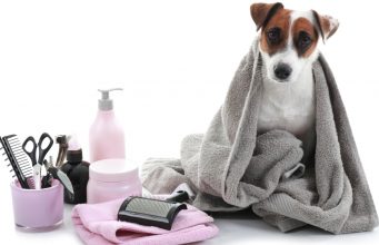 Homemade Dog Grooming Kit: How To Make One homemade dog grooming kit