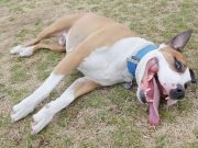 How Hot Is Too Hot for A Dog? how hot is too hot for a dog