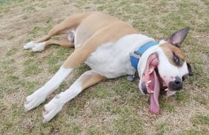 How Hot Is Too Hot for A Dog? how hot is too hot for a dog