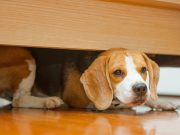 How To Keep Your Dog Calm During Fireworks how to keep your dog calm during fireworks