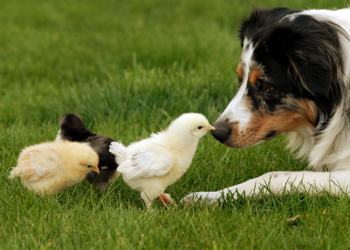 Gentle dog getting along with chicks